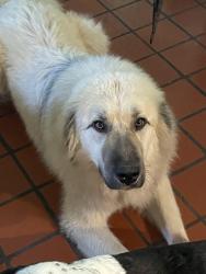 Lost Male Dog last seen CR 608, Henagar, AL 35978