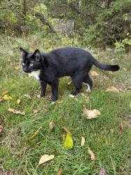 Reunited Unknown Cat last seen 124th and Vickery, Tacoma, WA 98446
