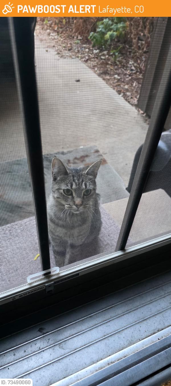 Found/Stray Unknown Cat last seen Sir Galahad dr/ S. Boulder rd, Lafayette, CO 80026