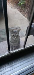 Found/Stray Unknown Cat last seen Sir Galahad dr/ S. Boulder rd, Lafayette, CO 80026