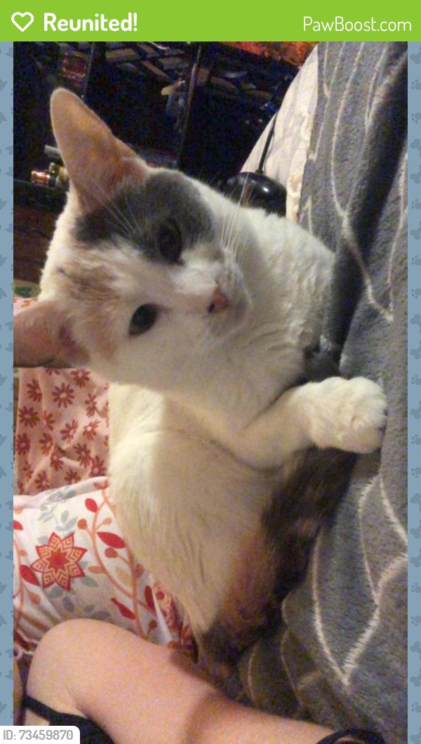 Reunited Female Cat last seen Angie’s, Barberton, OH 44203