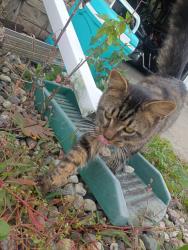 Found/Stray Female Cat last seen East Kentwood high school, Kentwood, MI 49508