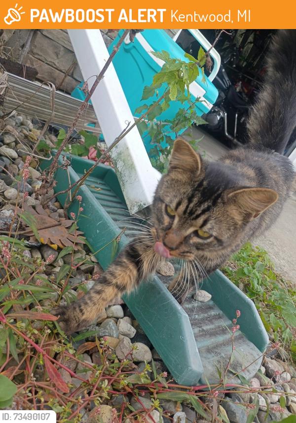 Found/Stray Female Cat last seen East Kentwood high school, Kentwood, MI 49508
