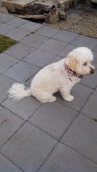 Lost Female Dog last seen Carmines Island Rd/River Knoll, Gloucester Point, VA 23072