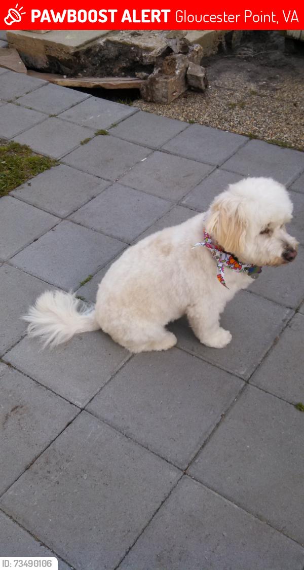 Lost Female Dog last seen Carmines Island Rd/River Knoll, Gloucester Point, VA 23072