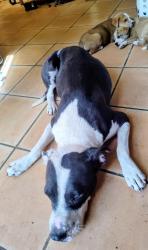 Found/Stray Female Dog last seen Garden Street and Chrysler., Tucson, AZ 85705