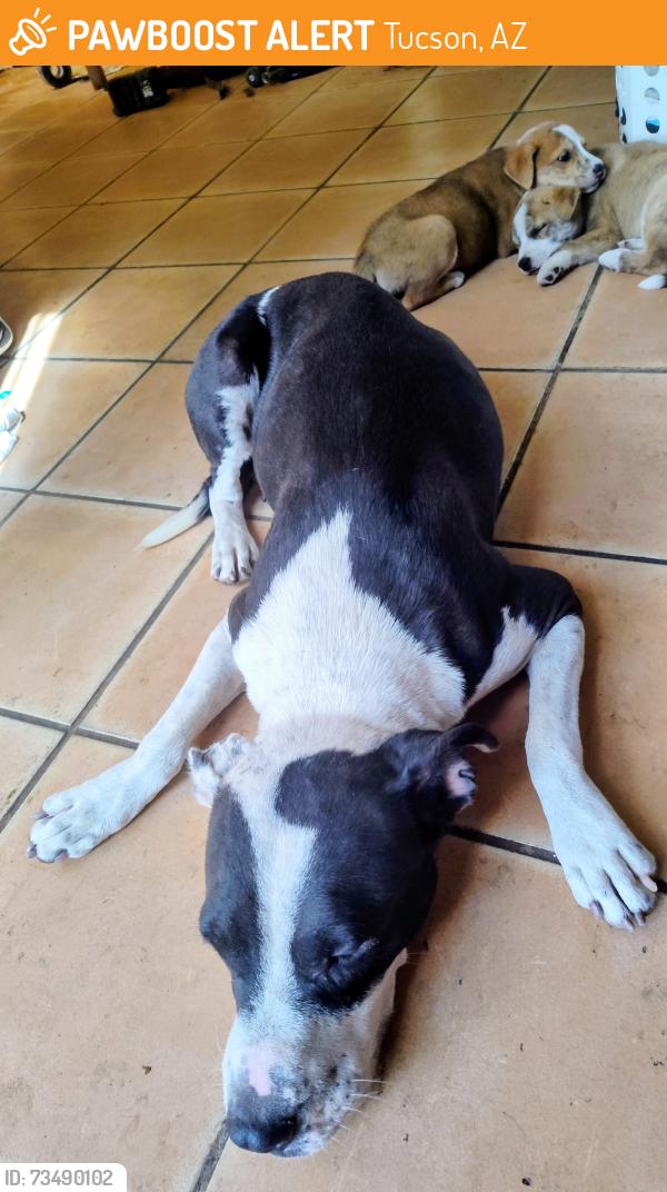 Found/Stray Female Dog last seen Garden Street and Chrysler., Tucson, AZ 85705