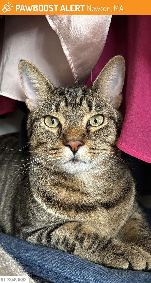 Found/Stray Unknown Cat last seen Oxford Rd, Newton, MA 02459