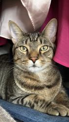 Found/Stray Unknown Cat last seen Oxford Rd, Newton, MA 02459