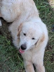 Lost Female Dog last seen Near fm 2456, Ladonia, TX 75449