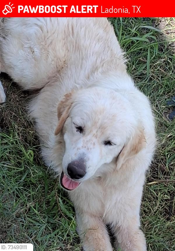 Lost Female Dog last seen Near fm 2456, Ladonia, TX 75449