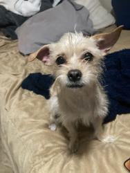 Lost Female Dog last seen Near street, Tempe, AZ 85282