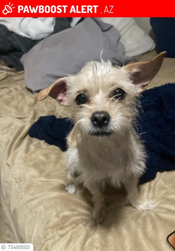 Lost Female Dog last seen Near street, Tempe, AZ 85282