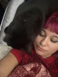 Reunited Male Cat last seen Palm ave, San Jacinto, CA 92582