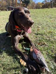 Lost Female Dog last seen Park 21 and hwy 67, Cleburne, TX 76033