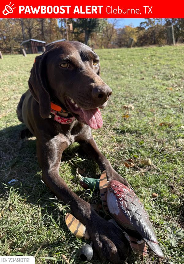 Lost Female Dog last seen Park 21 and hwy 67, Cleburne, TX 76033