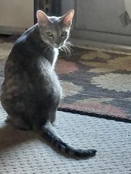 Lost Female Cat last seen FM 2505, Floresville, TX 78114