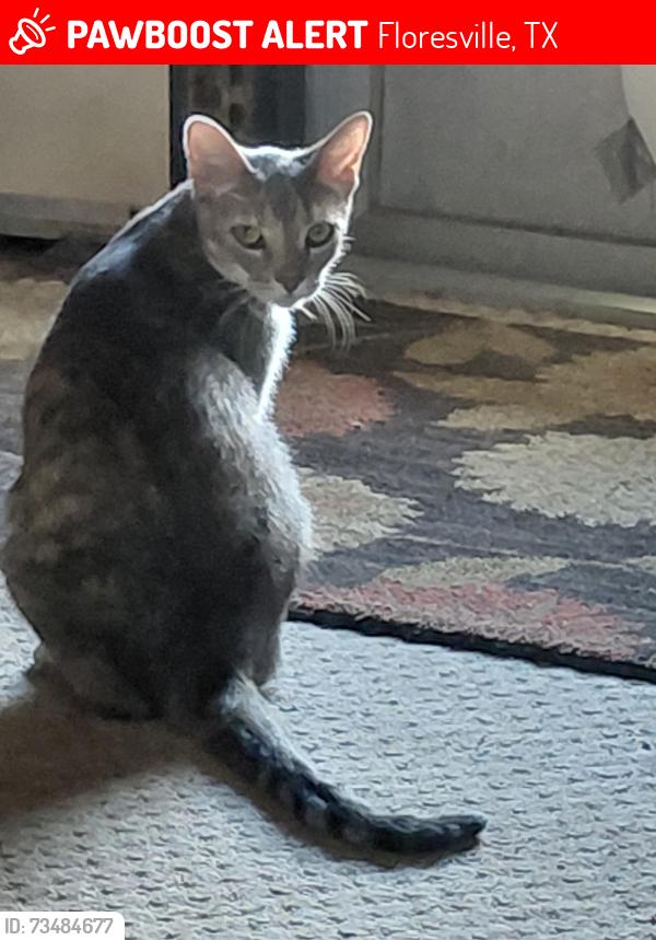 Lost Female Cat last seen FM 2505, Floresville, TX 78114