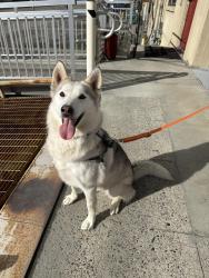 Reunited Female Dog last seen Near State Route 530 NE Arlington, Cicero area, Arlington, WA 98223