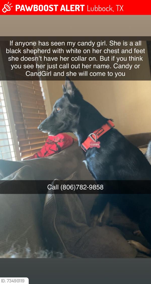 Lost Female Dog last seen Quaker Ave, Lubbock, TX 79414