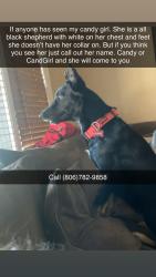 Lost Female Dog last seen Quaker Ave, Lubbock, TX 79414