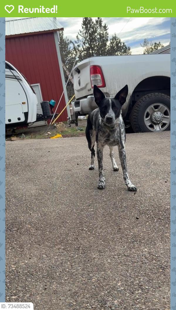 Reunited Male Dog last seen 43.45640° N, 121.52197° W, Portland, OR 97204