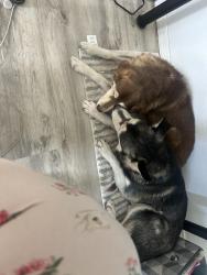 Reunited Female Dog last seen Golf course off Copper and Eubank; Wyoming, Albuquerque, NM 87123