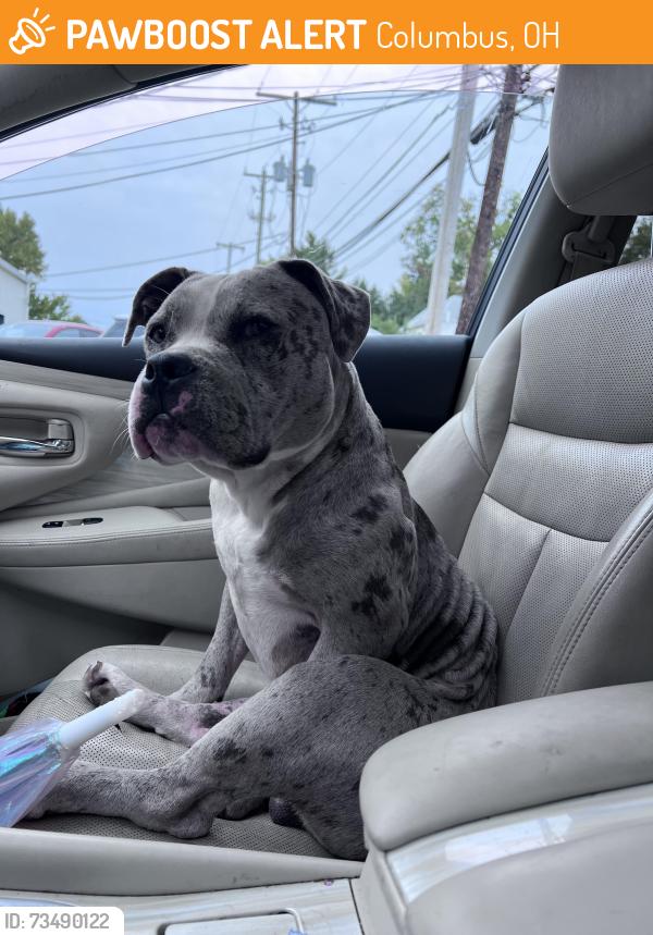 Found/Stray Male Dog last seen Weber Rd, Columbus, OH 43211