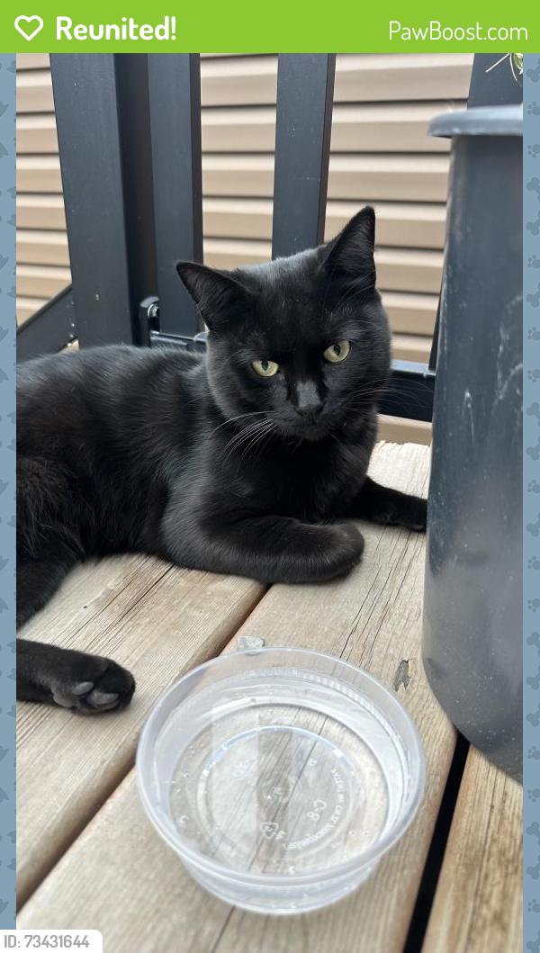 Reunited Unknown Cat last seen Saddlestone, Calgary, AB 