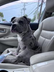 Found/Stray Male Dog last seen Weber Rd, Columbus, OH 43211
