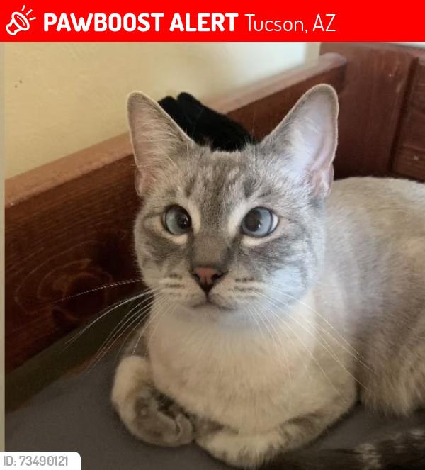 Lost Male Cat last seen U at park apmts, Tucson, AZ 85719