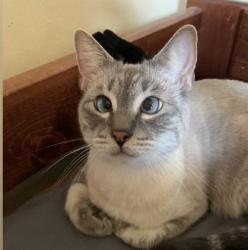 Lost Male Cat last seen U at park apmts, Tucson, AZ 85719