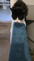 Reunited Female Cat last seen fox street, Milnrow, England OL16 4DR