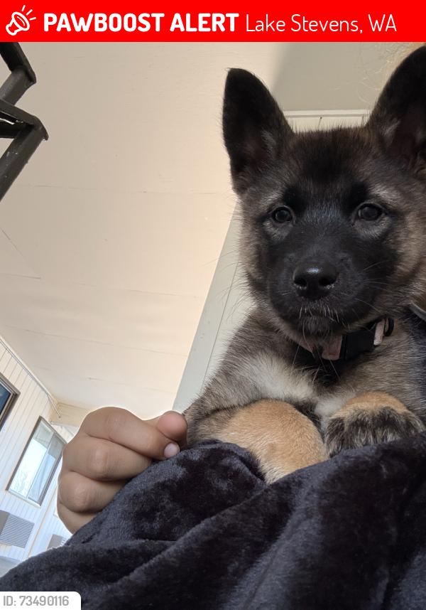Lost Female Dog last seen Lake stevens rd, Lake Stevens, WA 98258