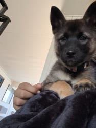 Lost Female Dog last seen Lake stevens rd, Lake Stevens, WA 98258