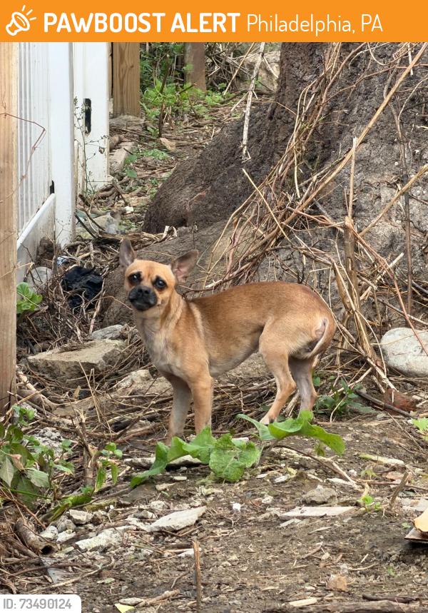 Found/Stray Female Dog last seen Near block of Cantrell in the fire alley, Philadelphia, PA 19148