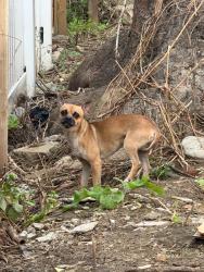 Found/Stray Female Dog last seen Near block of Cantrell in the fire alley, Philadelphia, PA 19148