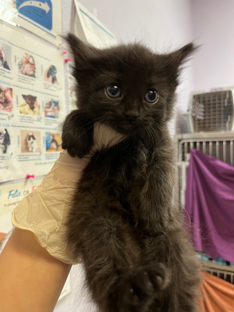 Shelter Stray Female Cat last seen Bexar County, 3353 Morningside Dr, New Braunfels, TX 78132, USA