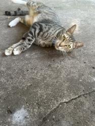 Reunited Male Cat last seen Near NW 16th Pl, Gainesville, FL 32605, USA, Gainesville, FL 32605