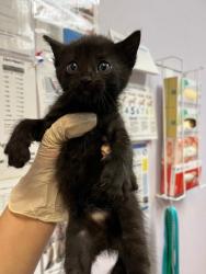 Shelter Stray Male Cat last seen Bexar County, 3353 Morningside Dr, New Braunfels, TX 78132, USA