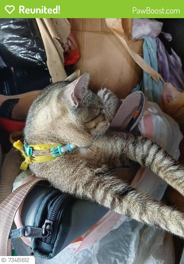 Reunited Male Cat last seen Near and Kukendall WALMART SPRING TX, Spring, TX 77379