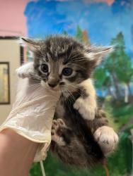 Shelter Stray Male Cat last seen Bexar County, 3353 Morningside Dr, New Braunfels, TX 78132, USA