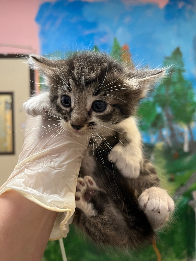 Shelter Stray Male Cat last seen Bexar County, 3353 Morningside Dr, New Braunfels, TX 78132, USA