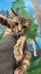 Shelter Stray Male Cat last seen Bexar County, 3353 Morningside Dr, New Braunfels, TX 78132, USA