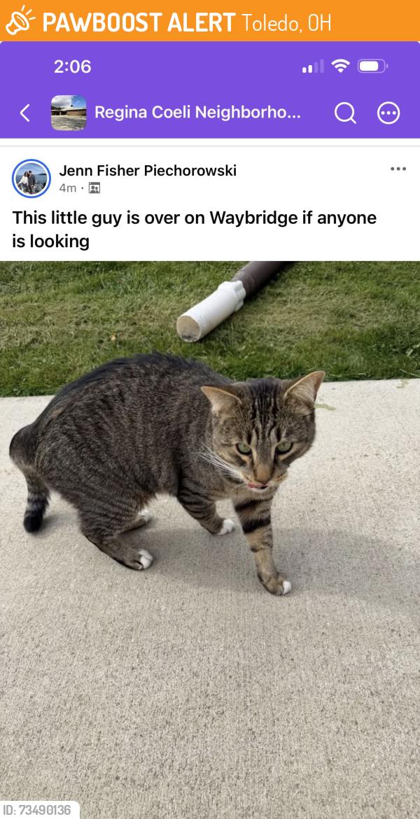 Found/Stray Male Cat last seen Bennett and Lewis, Toledo, OH 43612