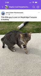 Found/Stray Male Cat last seen Bennett and Lewis, Toledo, OH 43612