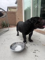 Reunited Male Dog last seen Decatur & warm springs, Enterprise, NV 89139