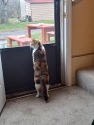 Lost Female Cat last seen Circle k, Mt. Juliet, TN 37122