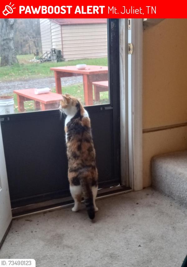 Lost Female Cat last seen Circle k, Mt. Juliet, TN 37122