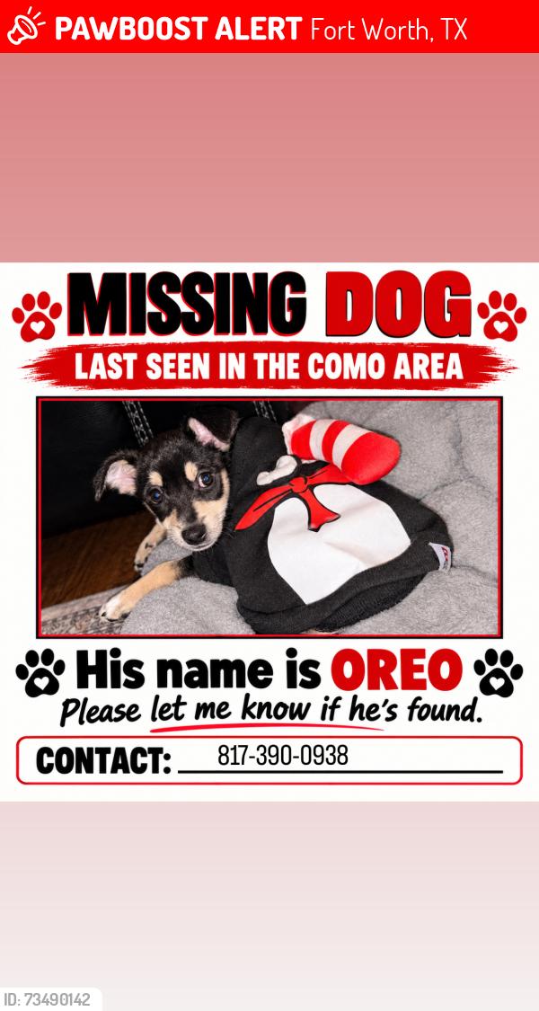Lost Male Dog last seen Como, Fort Worth, TX 76107